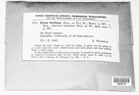 Panus conchatus image